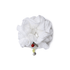 ILLIT - scrunchie 1